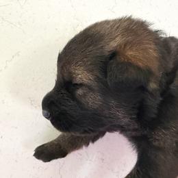 Suzanne - Sable female German Shepherd puppy in Winterport, Maine from Vom Stevens Old Fashioned German Shepherds