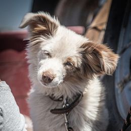 Dally - Miniature Australian Shepherd