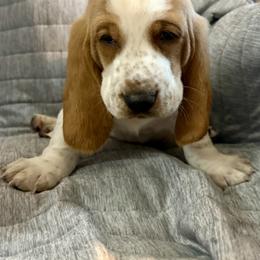 Clegane - Red and white male Basset Hound puppy in Pilot Point, Texas from Texas Rose Basset’s
