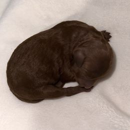 Boy - Red  male Poodle puppy in Monrovia, California from Fancy Paws Inc