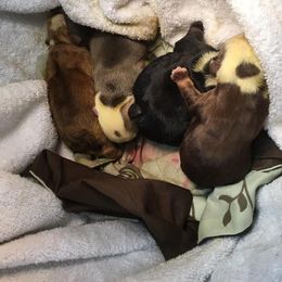Bulldog and French Bulldog Puppies from English and Frenchie kennels