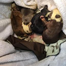 Bulldog and French Bulldog Puppies from English and Frenchie kennels