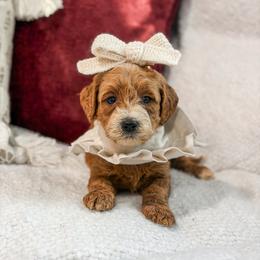 Purple collar girl - Apricot female Goldendoodle puppy in Spokane, Washington from Dream Doodles in Spokane WA