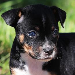 Rat Terrier puppies from Seegmiller Standard Rat Terriers