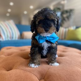 Goldendoodle and Havapoo Puppies from Lady Paws Puppies