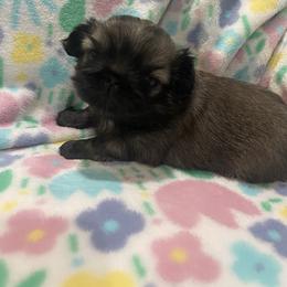 Pekingese puppies from Dreamers Pekingese