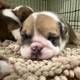 Girl 3 - Red and white female Bulldog puppy in Wolf Creek, Oregon from Dejah Bleu Bulldogs