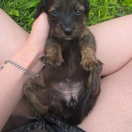 Brindle girl - Brindle female Dachshund puppy in Marietta, Ohio from Harlee's Dachshunds
