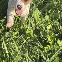 Jack Russell Terrier and Labrador Retriever Puppies from Rose Haven farm