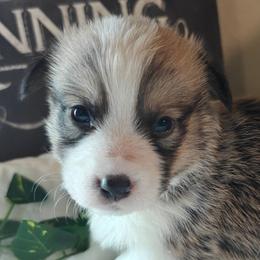 Nala - Sable female Pembroke Welsh Corgi puppy in Saint John, Washington from Fuzzbutt Farms LLC