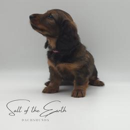 Mauve Collar ON HOLD - Red female Dachshund puppy in Zebulon, North Carolina from Salt of the Earth Dachshunds