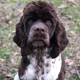 Rocky - Cocker Spaniel