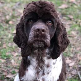 Rocky - Cocker Spaniel