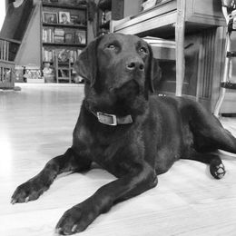 Labrador Retrievers from LaBelle Labradors