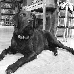 Labrador Retrievers from LaBelle Labradors