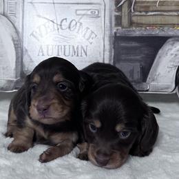 Dachshund Puppies from Walker's Minidachs