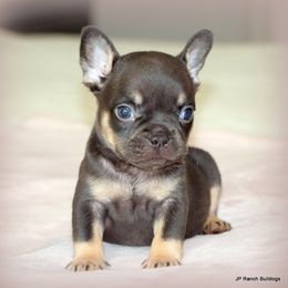Sassy - Blue male French Bulldog puppy in Winnsboro, Texas from JP Ranch Bulldogs