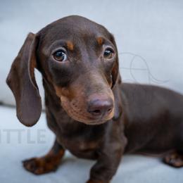 Bobby Lee - Chocolate and tan female Dachshund puppy in Temecula, California from Naomi Magee's Dachshund Kennel