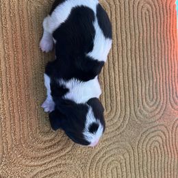 Boy 1 - Black brown and white male Basset Hound puppy in Noblesville, Indiana from Russell Bassets