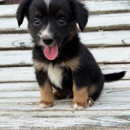 Brew - Black tri male Miniature Australian Shepherd puppy in Licking, Missouri from Burnett Aussies