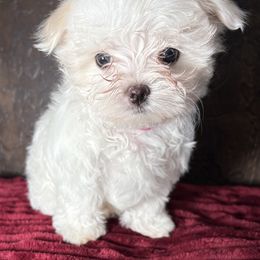 Maltese Puppies from Adorable Maltese Puppies