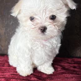 Maltese Puppies from Adorable Maltese Puppies