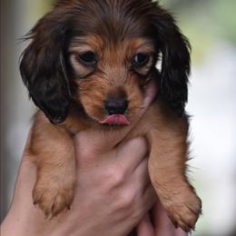 Loretta - Red female Dachshund puppy in Lowell, Indiana from IvoryForge Dachshunds