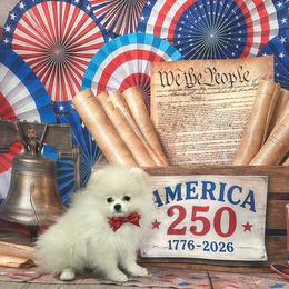 Carl - Cream male Pomeranian puppy in Lyons, Georgia from Its a Poms Life Kennel