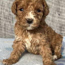 Goldendoodles and Poodles from Mountain View Poodles
