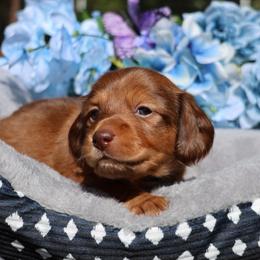 Reese (black collar) - Red male Dachshund puppy in Prospect, Oregon from Spunky Sausage Pups