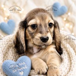 Mr. Red-2200 - Cream male Dachshund puppy in Ocala/Gainesville, Florida from From the Heart Doxies