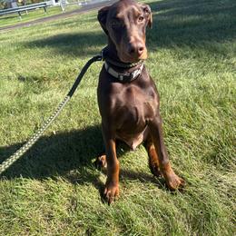 Ace - Red and rust male Doberman Pinscher puppy in Mount Orab, Ohio from Heyne Kennels