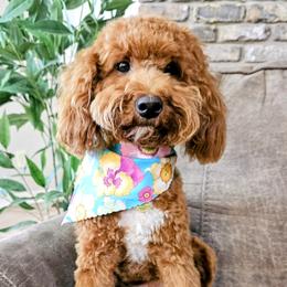 Pippin - Goldendoodle