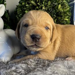 Orange Boy - Yellow male Labrador Retriever puppy in Plymouth, North Carolina from Duck Creek Kennels