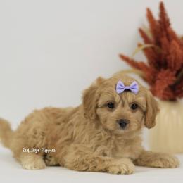 Queenie - Apricot female Cavapoo puppy in Republic, Missouri from Red Skye Puppies