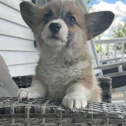Belle - Red female Pembroke Welsh Corgi puppy in Urbana, Ohio from Edgewood Farm and Kennel