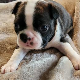 Brown Collar - Seal and white male Boston Terrier puppy in Shreveport, Louisiana from Cristi's Port Bostons