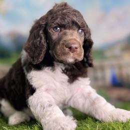 Doc Brown - Phantom male Poodle puppy in Middlebourne, West Virginia from El Silencio Standard Poodles