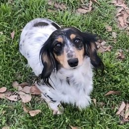 Sterling - Dachshund
