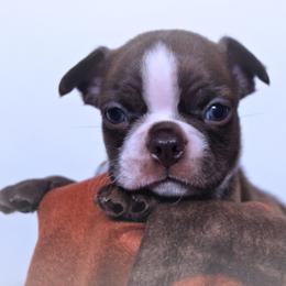 Baby Francis - Red male Boston Terrier puppy in Kingsport, Tennessee from Sleepwalker Bostons