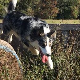 Raini - Border Collie