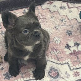 Green - Blue male French Bulldog puppy in Denison, Texas from Lovemyfrenchies – Stoddard Frenchbulldog's