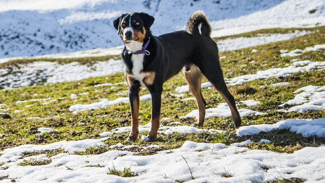 Appenzeller Sennenhund