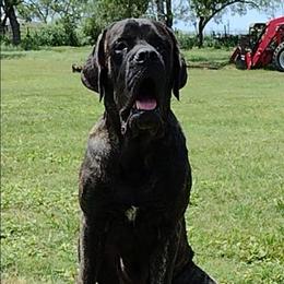 Dràke - Mastiff