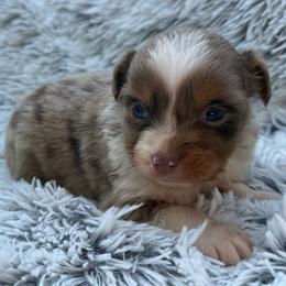 Willow - Red merle female Toy Australian Shepherd puppy in Ambrose, Georgia from Brandilyn's Aussies