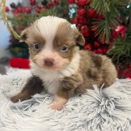 Socks - Red merle male Toy Australian Shepherd puppy in Ambrose, Georgia from Brandilyn's Aussies