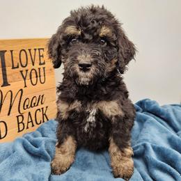 Cosmos - Phantom male Bernedoodle puppy in Granton, Wisconsin from Rose River Farms