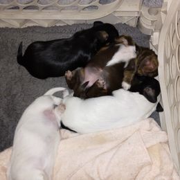 Dachshund Puppies from LDC Farms