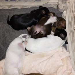 Dachshund Puppies from LDC Farms