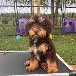 Fruit Loops - Phantom female Bernedoodle puppy in Rose Hill, North Carolina from Red Door Canines